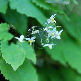 epimedium extract