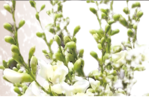 Smartsophra-Sophora Japonica Bud Extract