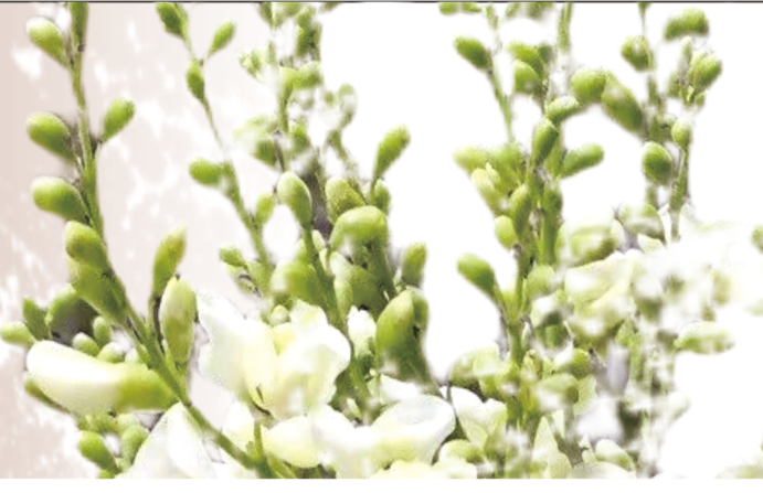 Smartsophra-Sophora Japonica Bud Extract