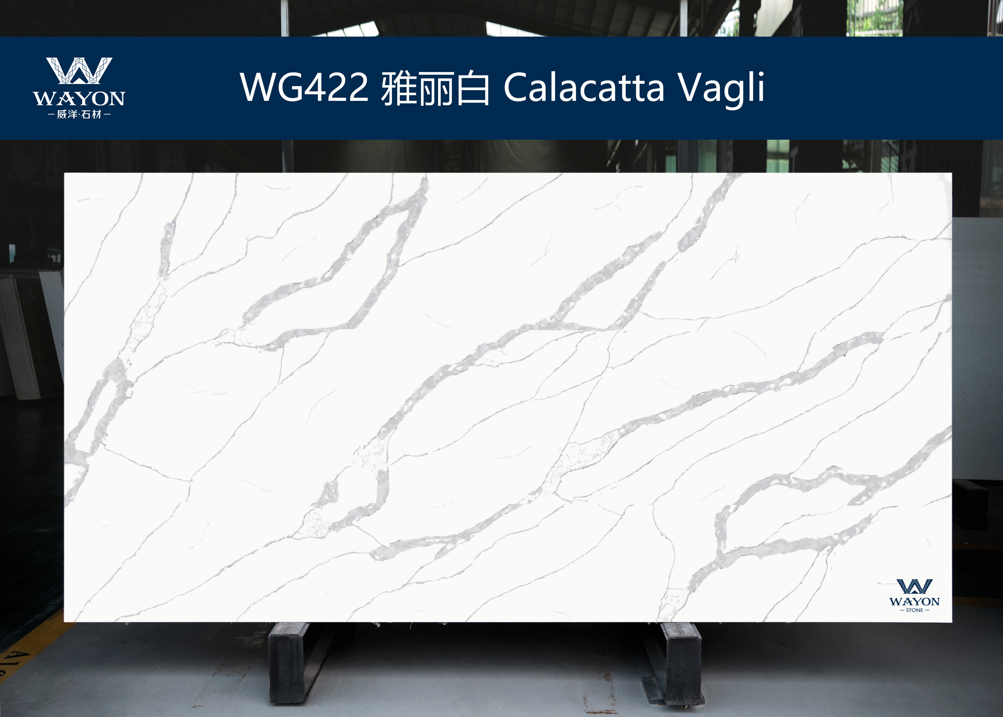 WG422 Calacatta Vagli