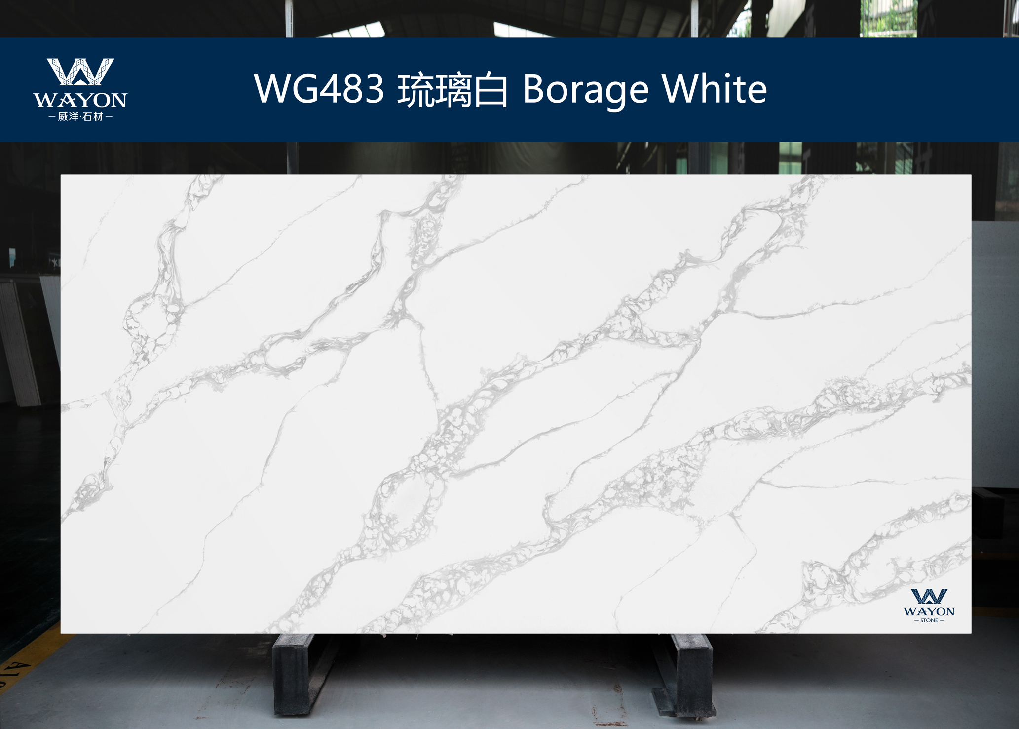 WG483 Borraja blanca