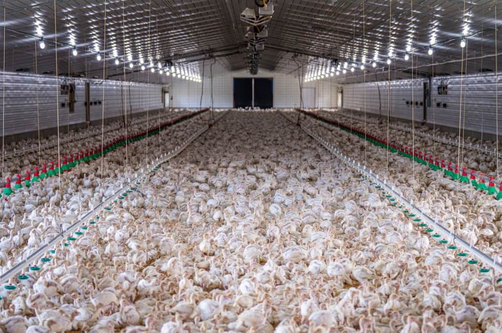 poultry farm ventilation systems